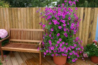  Petunia hybrida F1 Tickled Pink 