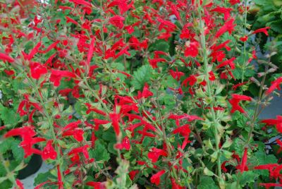 Salvia  'Red Dwarf'