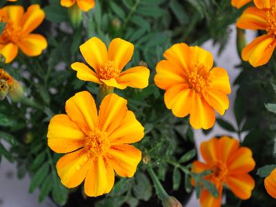  Tagetes Bambino 