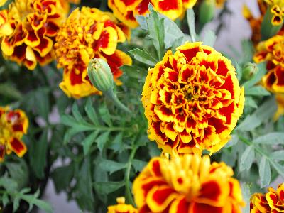 Tagetes  'Colosus'