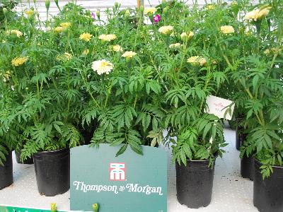 Tagetes  'Ivory'