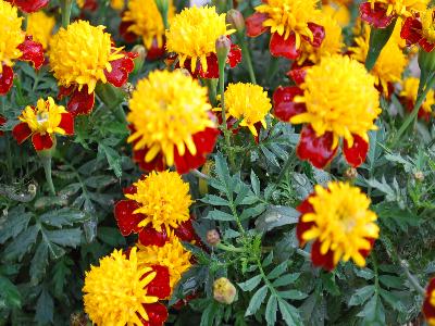 Tagetes  'Solan'