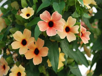  Thunbergia Spanish Eyes 