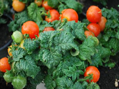 Tomato  'Balconi Red'