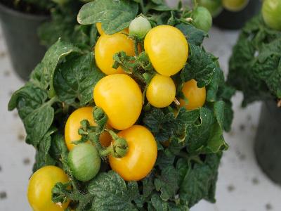 Tomato  'Balconi Yellow'