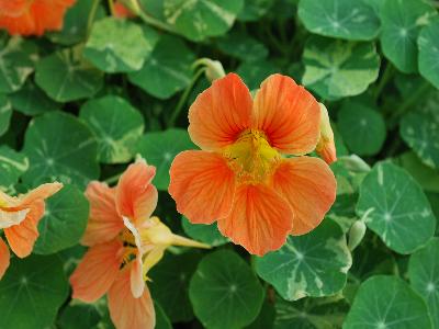 Tropaeolum Alaska 'Apricot'