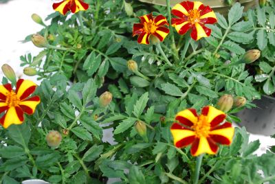  Tagetes patula Mr. Majestic 