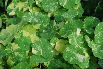 Tropaeolum Alaska 'Apricot'