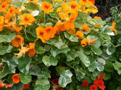  Tropaeolum majus Firebird 