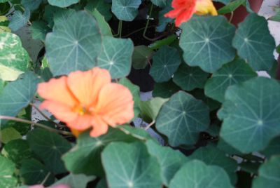 Tropaeolum  'Salmon Mousse'