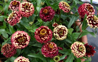 Zinnia Aztec 'Burgundy Bicolor'