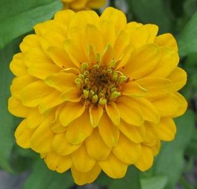 Aztec Zinnia haageana Gold 