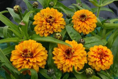 Zinnia Aztec 'Orange'