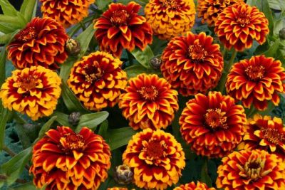 Zinnia Aztec 'Red Bicolor'