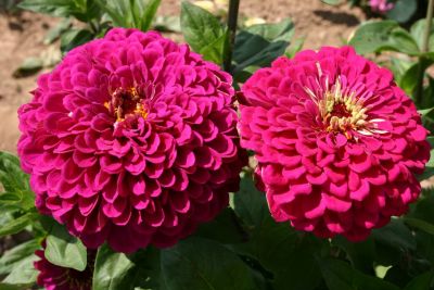 Zinnia  'Tudor'