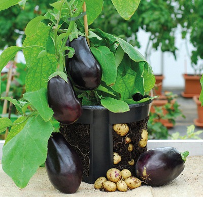 From Modern Farmer: Eggplants and Potatoes in One Plant