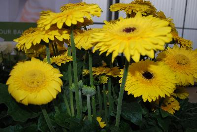 Gerbera  'Kruger®'