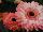 Florist Holland B.V.: Gerbera  'Fundy®' 