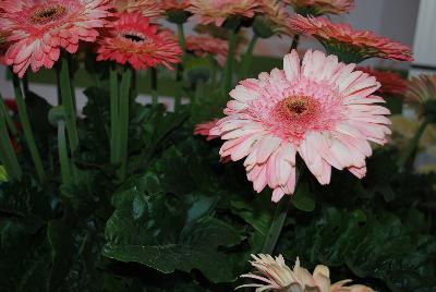 Gilroy Young Plants: Gerbera Fundy® 