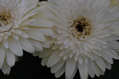 Gerbera  'Glacier®'