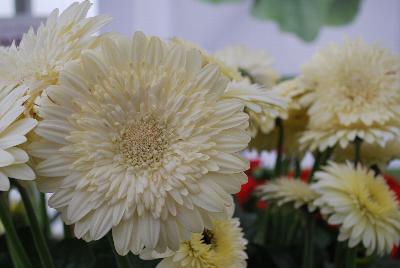 Gilroy Young Plants: Gerbera Glacier® 