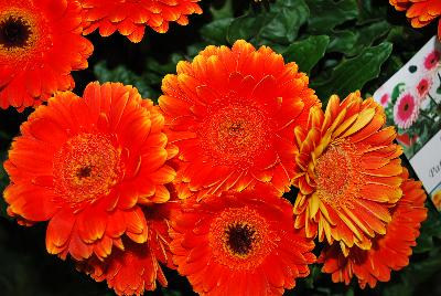 Gilroy Young Plants: Gerbera Experimental 