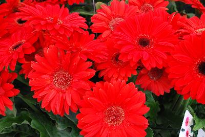 Gilroy Young Plants: Gerbera Experimental 