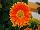 Garvinea® Gerbera Sweet Caroline® 