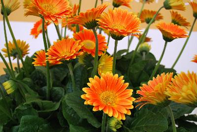 Gerbera Garvinea® 'Sweet Caroline®'