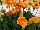 Garvinea® Gerbera Sweet Caroline® 
