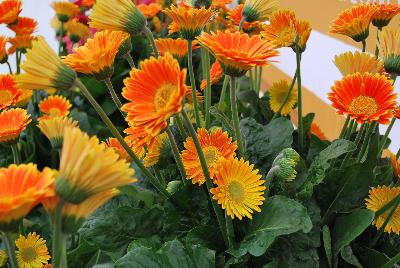 Gerbera Garvinea® 'Sweet Caroline®'