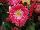 Florist Holland B.V.: Gerbera  'Sweet Memories®' 