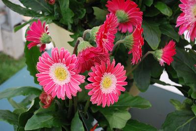 Garvinea® Gerbera Sweet Memories® 