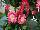Garvinea® Gerbera Sweet Memories® 