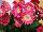 Garvinea® Gerbera Sweet Memories® 