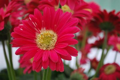 Gerbera Garvinea® 'Experimental'