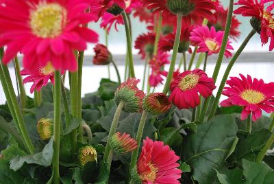 Florist Holland B.V.: Garvinea® Gerbera Experimental 