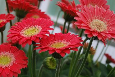 Garvinea® Gerbera Experimental 