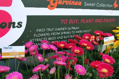 Seen @ Spring Trials 2016.: As seen at Florist Holland @ GroLink Spring Trials 2016.   Garvinea® Sweet® Collection of Gerbera from Florist Holland to buy, plant and enjoy!  The first true, garden gerbera that flowers from spring to hard frost, attracting bees and butterflies, with resistance to disease and pest problems.  Outstanding colors and impact in the garden.