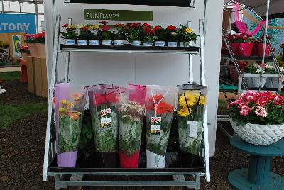 Seen @ Spring Trials 2016.: As seen at Florist Holland @ GroLink Spring Trials 2016.   Packaging and retail display ideas for Sundayz® and other gerbera from Florist Holland.