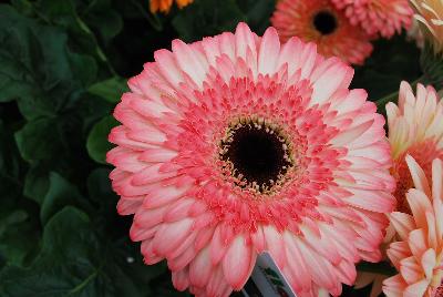 Gilroy Young Plants: Gerbera Fundy® 