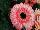 Florist Holland B.V.: Gerbera  'Fundy®' 