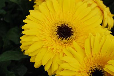 Gilroy Young Plants: Gerbera Kruger® 