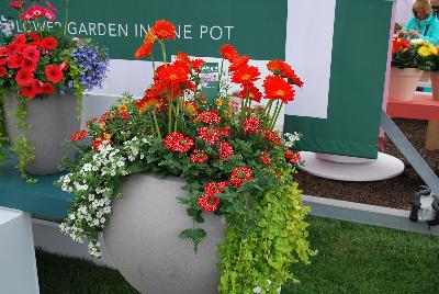 Seen @ Spring Trials 2016.: As seen at Florist Holland @ GroLink Spring Trials 2016, several ideas for adding gerbera to the center of attention in combination plantings.  A truly bright idea!