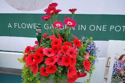 Seen @ Spring Trials 2016.: As seen at Florist Holland @ GroLink Spring Trials 2016, several ideas for adding gerbera to the center of attention in combination plantings.  A truly bright idea!