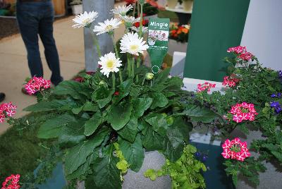 Seen @ Spring Trials 2016.: As seen at Florist Holland @ GroLink Spring Trials 2016, several ideas for adding gerbera to the center of attention in combination plantings.  A truly bright idea!