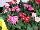 Florist Holland B.V.: Gerbera  'Micro Margarita' 