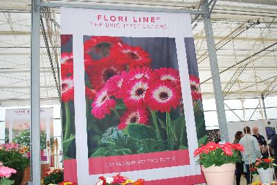  Floriline® Gerbera  : As seen at Florist Holland @ GroLink Spring Trials 2016.  Flori Line® Gerbera offering the brightest colors with extraordinary two tones.