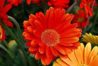 Florist Holland B.V.: Garvinea® Classic Gerbera Sweet Caroline 