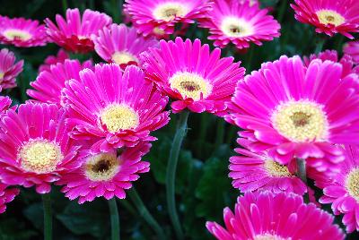 Gerbera Garvinea® Sweet 'Sweet Spice®'